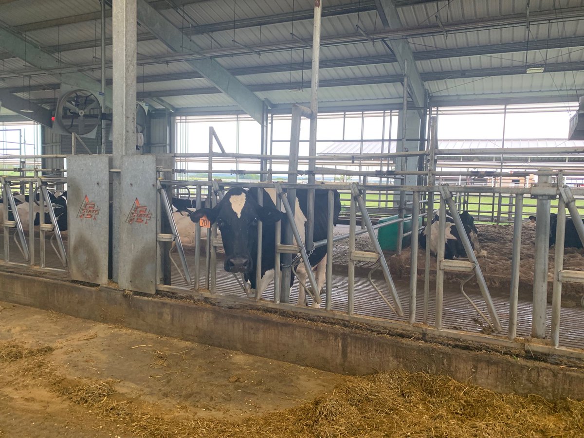 drsplace's tweet photo. The new dairy barn at Oklahoma State University. I helped design this barn, so really cool to finally see it with cows in it https://t.co/vGTR4m5HHt