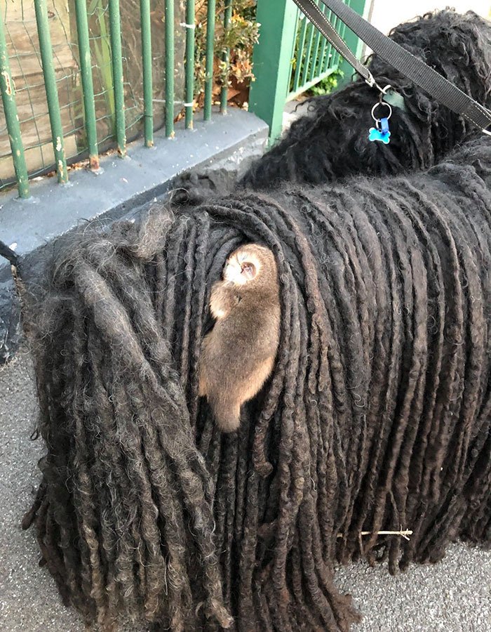 あーつ オーストラリアでプーリーのケイトちゃんのおしりから発見された野生のリングテイル ポッサムの女の子 犬の方は全然気にしてなかったとの事 飼い主のサリーさんと獣医へ行った後で野生生物の救助団体に保護してもらう