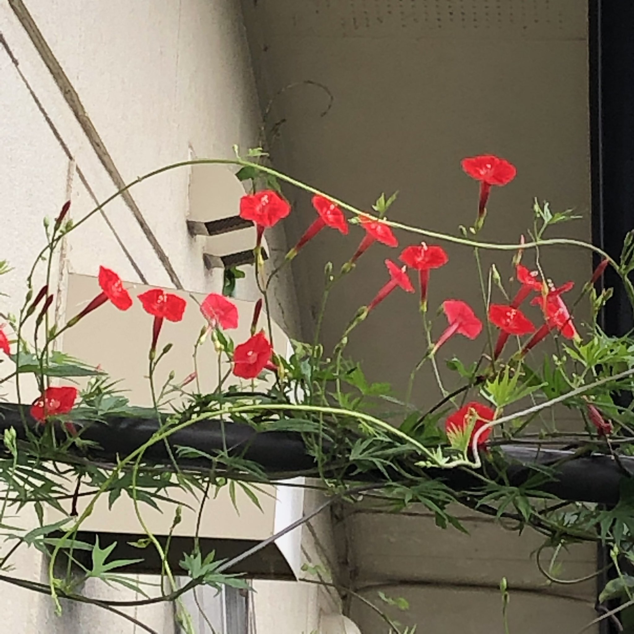 さとむ 住宅地の畑のフェンスでハゴロモルコウソウ 羽衣縷紅草 が沢山咲いていたので 帰宅してアーチに行ってみたら 同じように花いっぱいだった Hana Flowerjp T Co Qdazxbcsqb Twitter