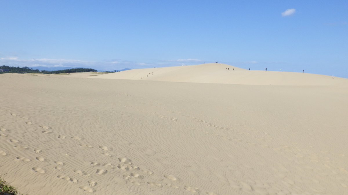 鳥取砂丘ビジターセンター 今日の鳥取砂丘 夏が戻ってきたような暑さです 熱中症に要注意 砂 は白くさらさらで 足跡の少ないところには 風紋 ができていました ところどころに黄色い可憐な花 ハマニガナ も咲いています 山陰海岸国立公園 山陰