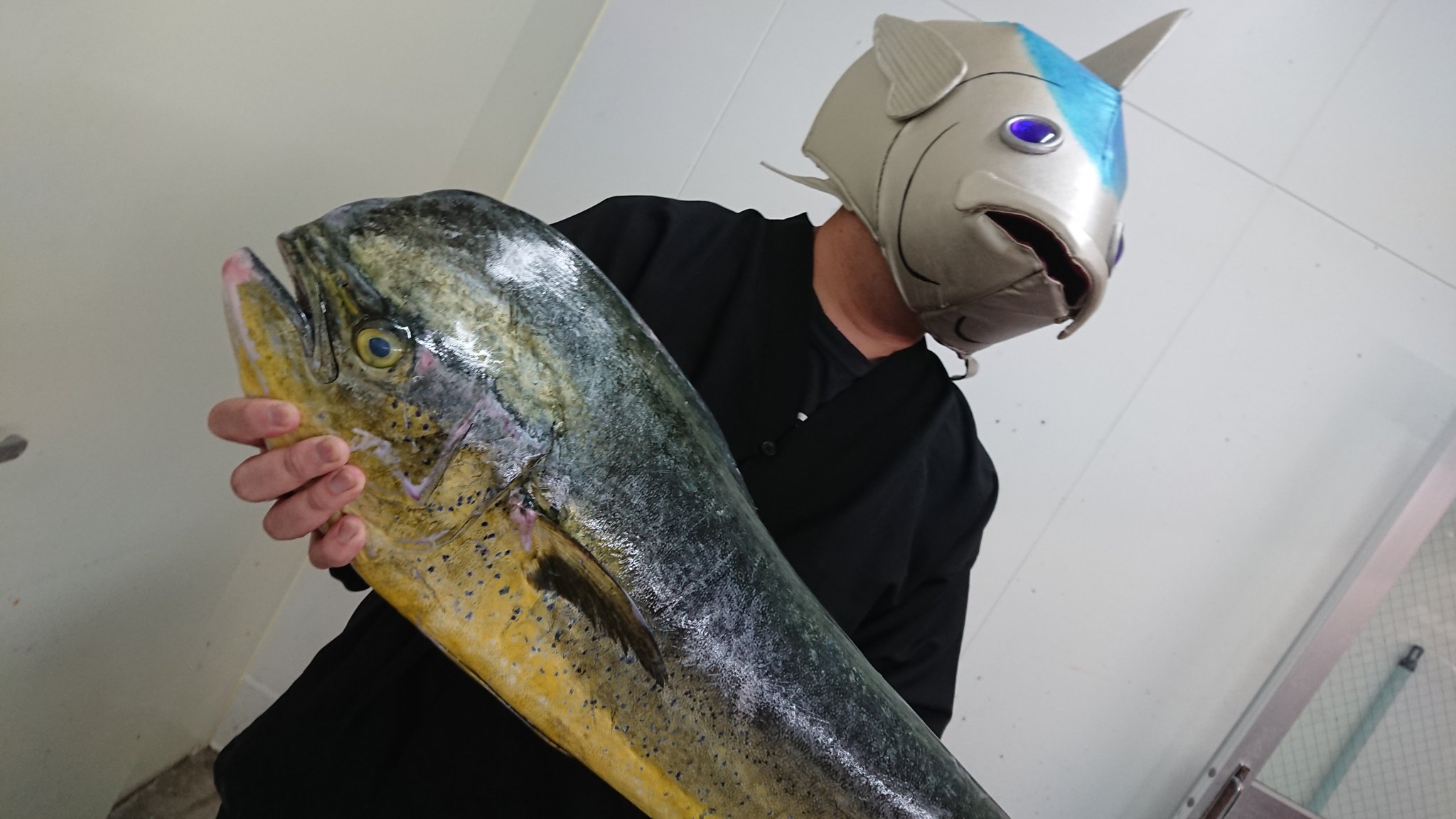 魚忠港店タナカ 元幻の名南店 今日はシイラが入荷 見た目黄色いしマヒマヒって呼ばれてるし雷 っぽいけどうまいんです おいしいレシピ募集中です ぼくはシイラだけにシｨーラない マグロ人間今日の献立 T Co J9hysxy6l8 Twitter