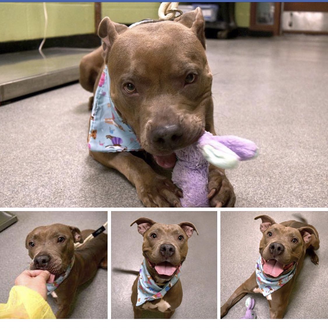AnubisSekhmet's tweet photo. @NYCACC @MikeWReilly @BilldeBlasio @NYCMayorsOffice @nycgov @nycgo @TwitterNYC @NYCC_Levine @NYCCouncil @911TribMuseum @NYSSenatorMRM @BobHoldenNYC @THECITYNY Yes they got rid of another furbaby.

RIP Arianna 😞 killed by @BilldeBlasio’s New York City kill pound on 9-12-19 😱 On the kill list on 9/11 when there shouldn’t have been one.. so to honor the fallen

Instead of providing care they-they must kill. Kill pound, not ‘Care’ Center https://t.co/VKyr5yQfhA