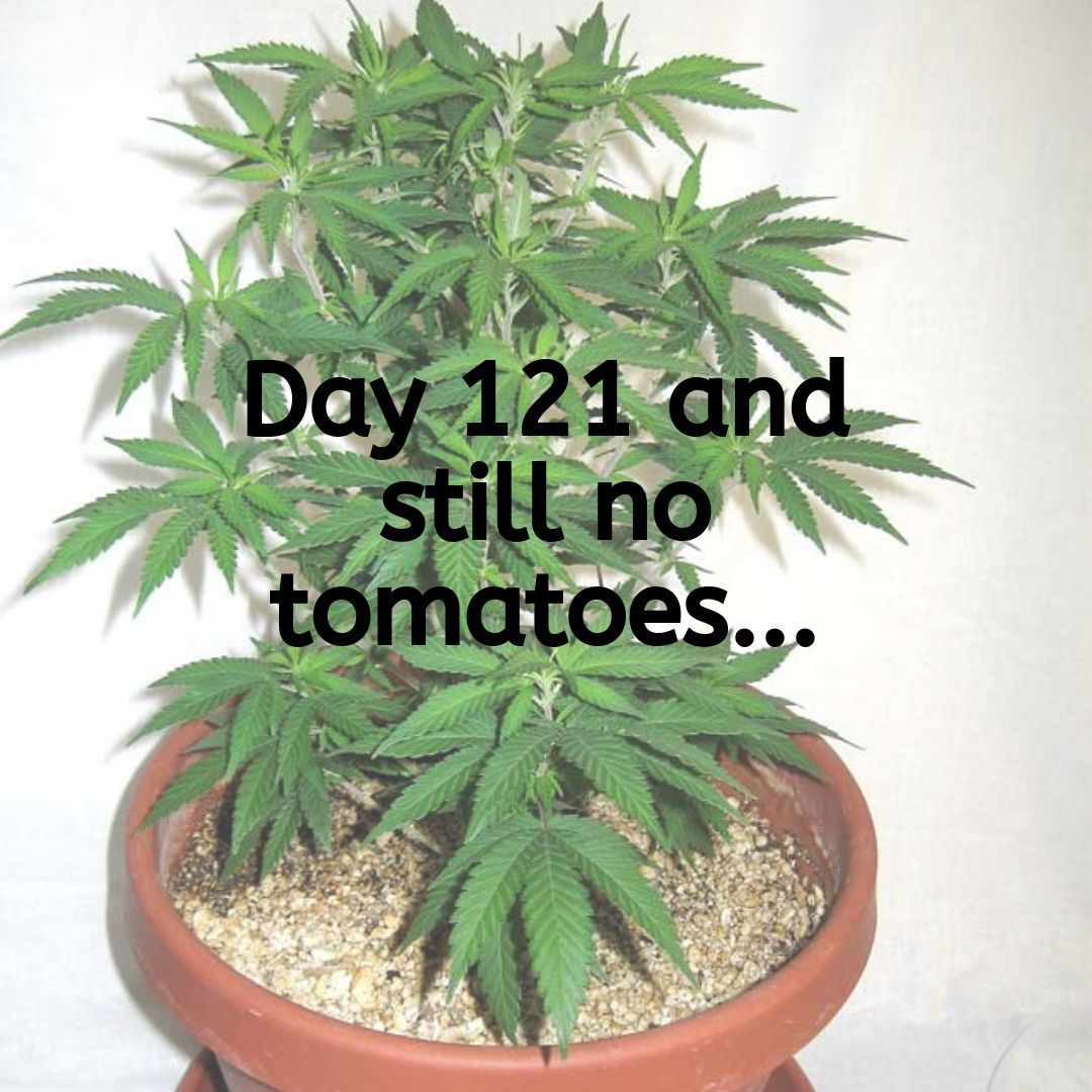 KinneyTopsoil's tweet photo. . . . 
#soil #cannabiscommunity #gardensofinstagram  #cannafriends
#soilspecialis #KinneyNursery #foxfarm #SoilExperts
#GardenCenter #Landscaping #FamilyOwned #ShopLocal #Soil #SoilExperts
#VinaCa
#LoveGardening https://t.co/4w6OCdT2SC