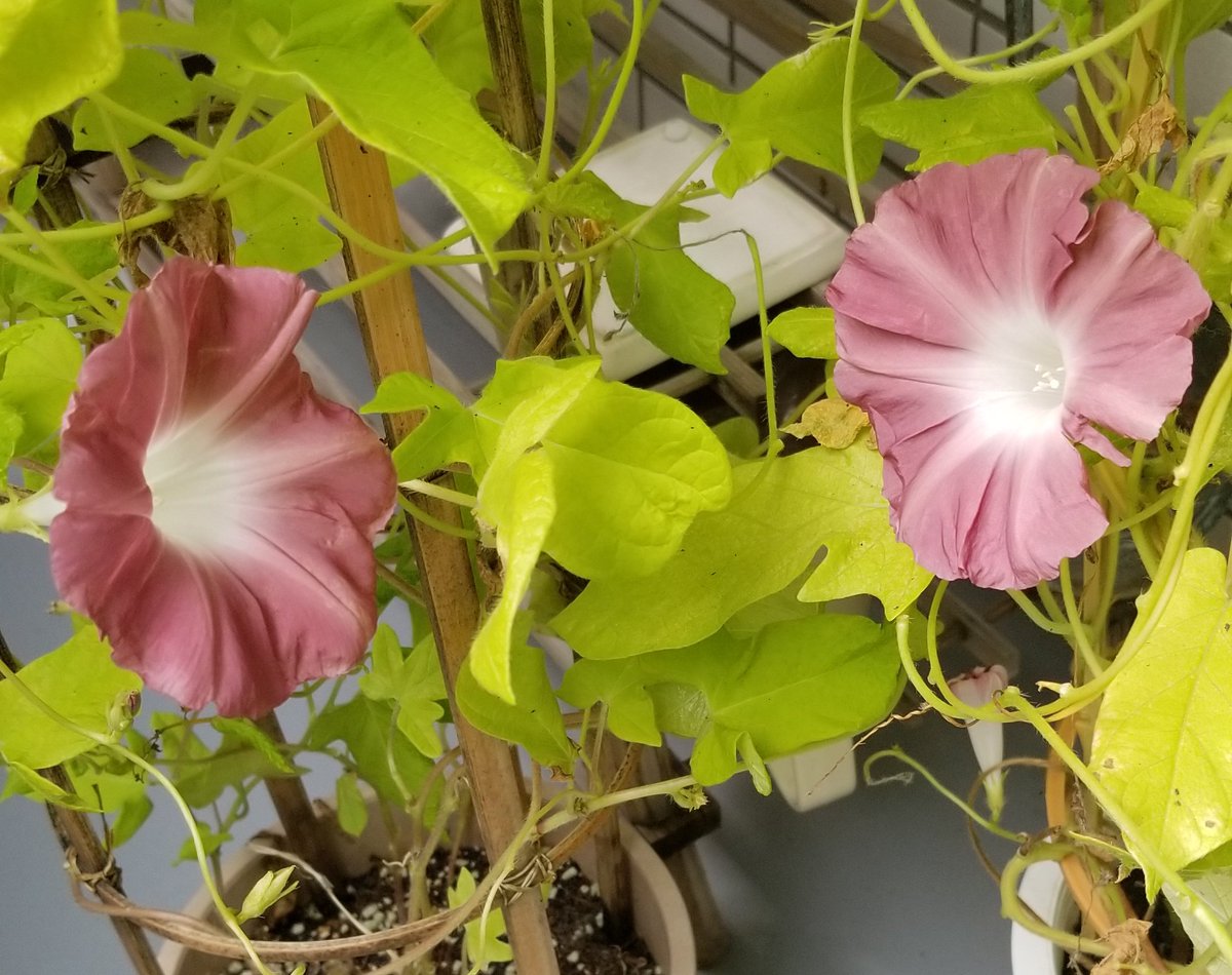 るこう草 Twitter Search