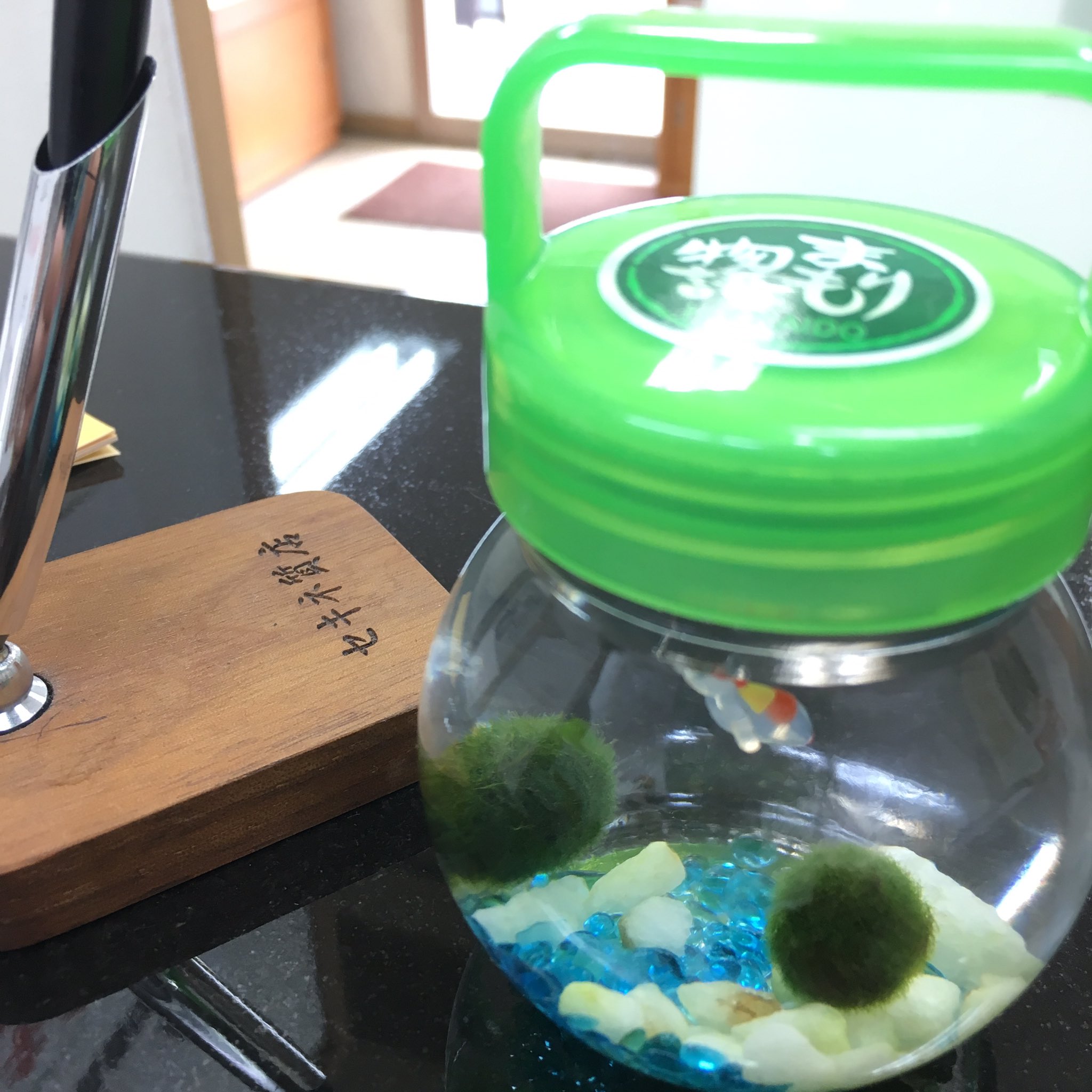 質と買取 セキネ 埼玉県北本市の質屋 以前お客様から頂いたマリモ なぜか頂いたマリモ カウンターに置いておくとかなりの確率でお客様はマリモを凝視していきます マリモの会話してるうちにマリモ博士になりそうです もはや時計よりマリモの方が詳しい