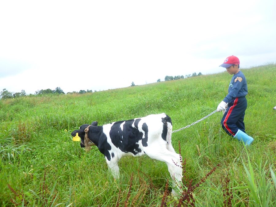 花まるグループ 公式 仕事 の厳しさを知って 牧場で 酪農の仕事をお手伝い 搾乳 牛舎の掃除 餌やり 子牛の散歩に ミルクもあげて 仕事の大変さや難しさを知るからこそ 働くことの意味 その責任の大きさを実感します 開拓 ボクらの