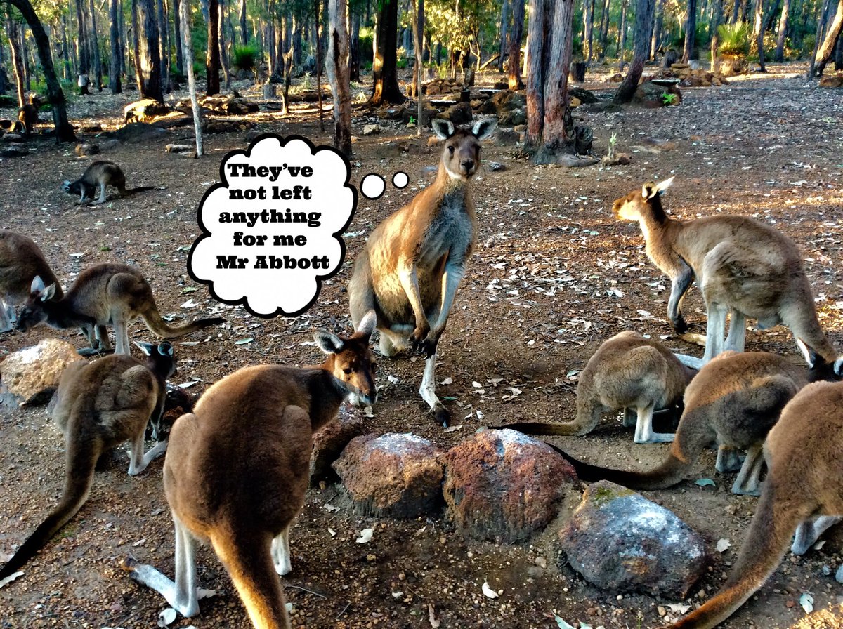 jarrahdale1's tweet photo. #MrAbbott of #Jarrahdale #WA #australia  #kangaroos #wildlife ⁦@jarrahdale482⁩ ⁦@ColinAbbottMun1⁩ #colinhabbott #Mundlimup #DarlingRange #colinhughabbott @geeanem ⁦@jk_rowling⁩ ⁦@rickygervais⁩ ⁦ @juddabb #SaveOurNativeForests #StopDeforestation ⁦ https://t.co/zvhZLqv5Q6
