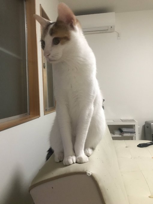 ねむり猫様 専用 Www Vetrepro Fr