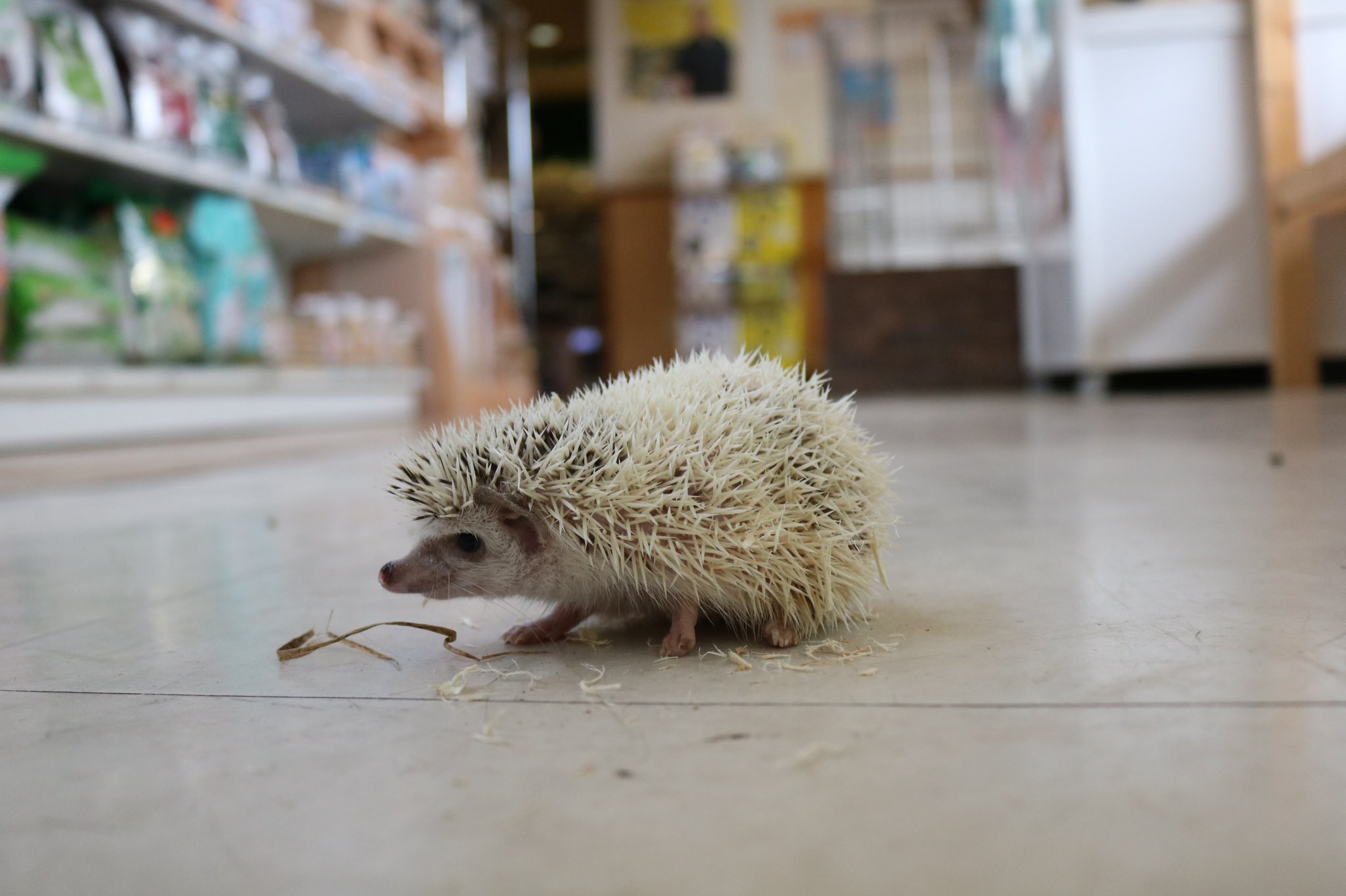 ネイチャーズ北名古屋店 可愛いサイズのハリネズミ入荷致しました ピントの女の子になります ここから大切に育て上げて 慣れさせましょう ハリネズミ ネイチャーズ T Co Eeyr6wxkgc Twitter