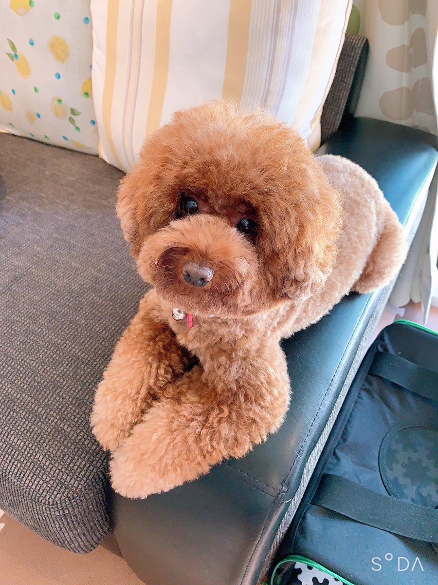 ビションフリーゼ風