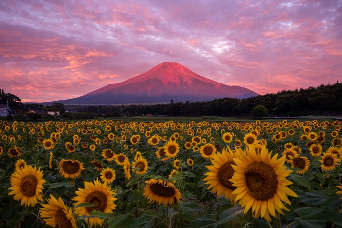ねとらぼ Auf Twitter 夏の花は向日葵だけじゃない 画像 赤富士とひまわりが奇跡の共演 山梨 群馬 栃木の絶景スポットで夏のお花を撮ってきた T Co Zfxogo28x5 Itm Nlabから ねとらぼ Auf Twitter 夏の花は向日葵だけじゃない 画像 赤富士とひまわりが奇跡の共演 山梨 群馬 栃木の絶景スポットで夏のお花を撮ってきた T Co Zfxogo28x5 Itm Nlabから