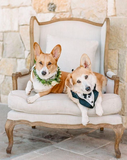 WeddingWire's tweet photo. The only thing better than one corgi at your wedding? Two corgis! 🤩 {Rebecca Yale Photography} #corgisoftwitter https://t.co/I75I88Wm3w