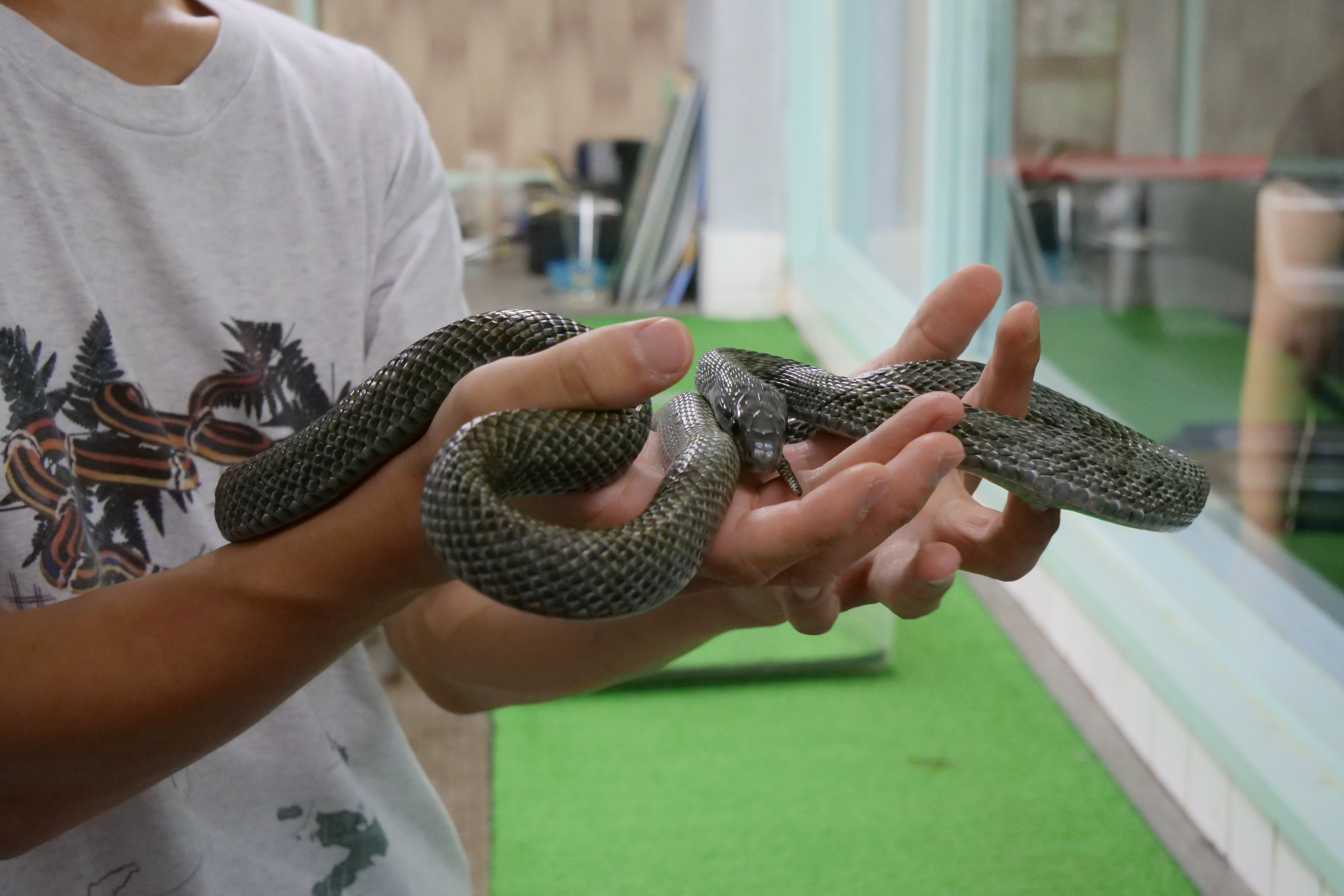 太田資長 同じ毒ヘビでも クサリヘビ科のマムシとナミヘビ科のヤマカガシとでは 毒牙の位置が全然違うので 咬まれた傷口を見ればどちらの血清を投与すればよいのかがわかるようでござる T Co Ov0t93n2y6 Twitter