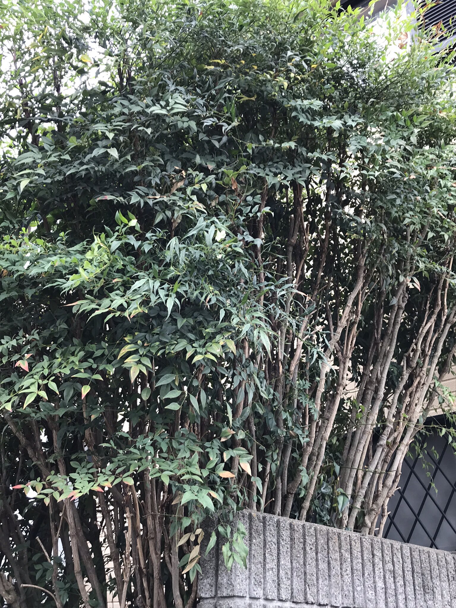 Paulohkawa 今日は涼しいので朝から大きくなり過ぎた南天の木の剪定をやりました O ポイント5倍のスーパーへは明日の午前中に行きます 植木の剪定 南天の木 T Co Rtnqn3my6w Twitter