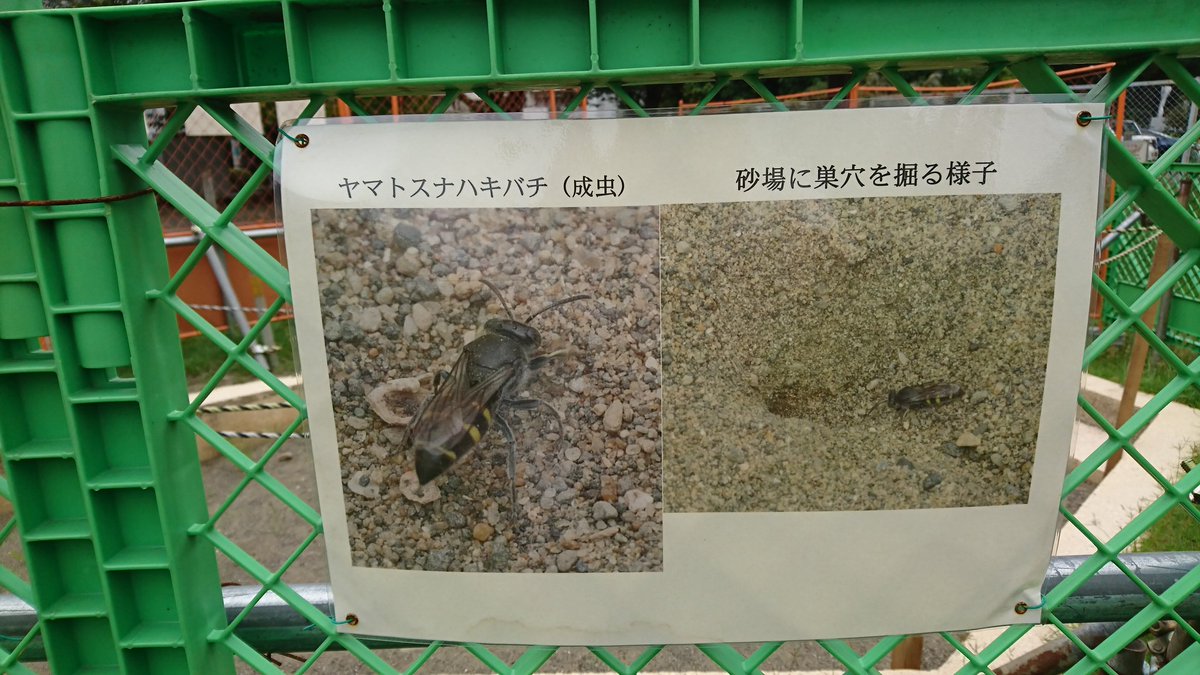 よく行く公園の砂場がハチのせいで使用中止になってしまった話 危ないからかと思った 府中市役所さんgj Togetter よく行く公園の砂場がハチのせいで使用中止になってしまった話 危ないからかと思った 府中市役所さんgj Togetter