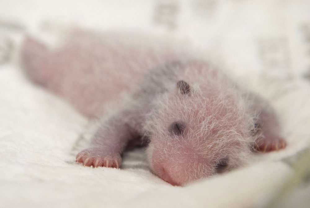 Родившийся детеныш панды. Новорожденнныйлетеныш панды. Малыш панды новорожденный. Новорождённые Детёныши панды. Панда с детёнышем.
