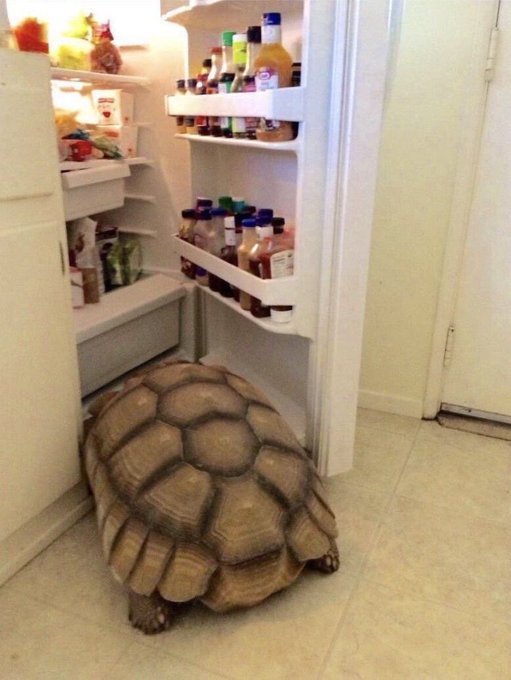 @Thegameifyer TURTLE IN FRIDGE WHAT WILL HE GET..... https://t.co/07gTHeRawJ