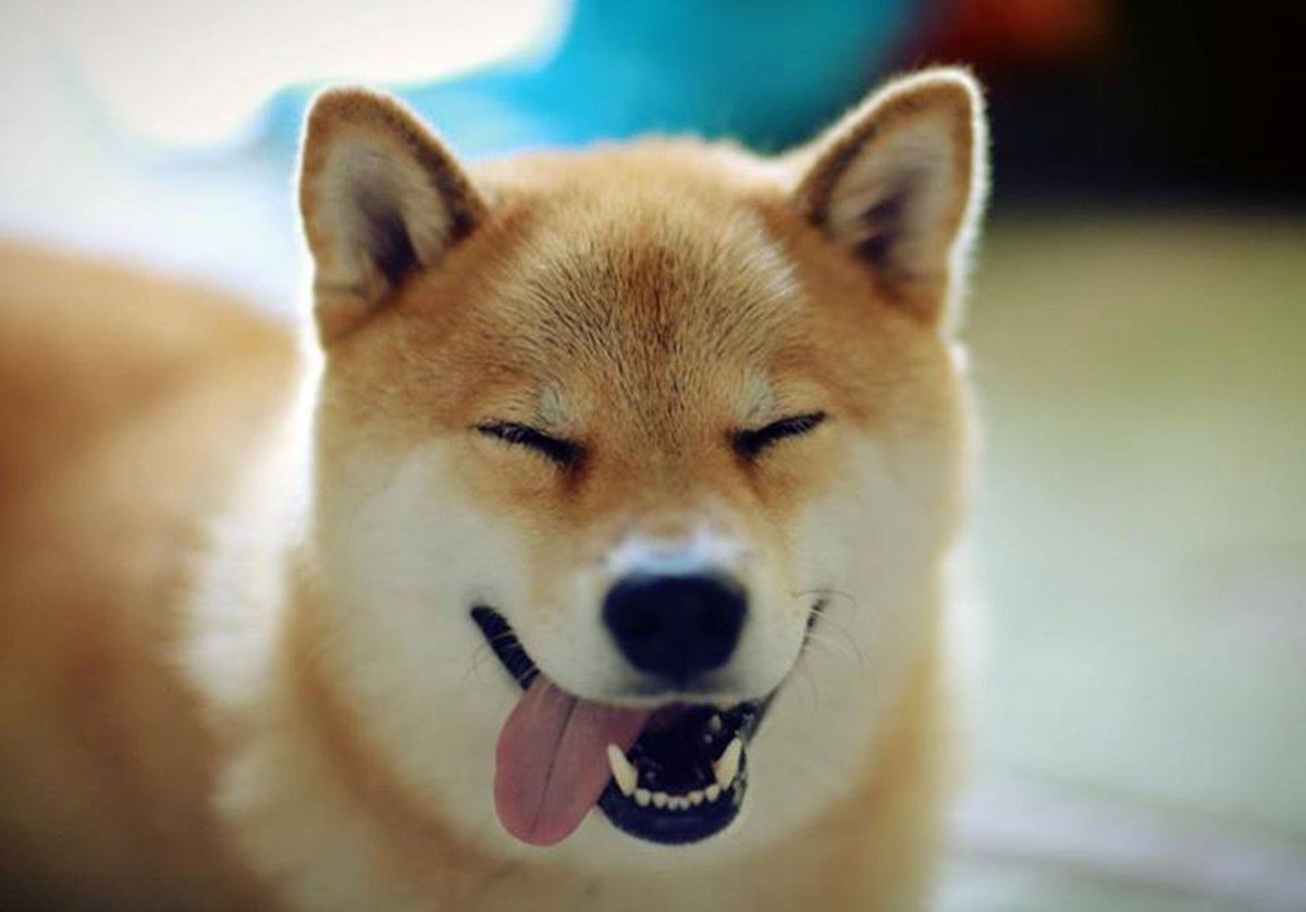 APIBlockchain's tweet image. blockchainapi.org/blog?article=93 - DOGECOIN: HOW A MEME BECAME A FAMOUS CRYPTOCURRENCY? - #blockchainapi.org #CryptocurrencyNews #Crypto #Bitcoin #Litecoin #DashCoin #Dogecoin #HODL #Altcoins