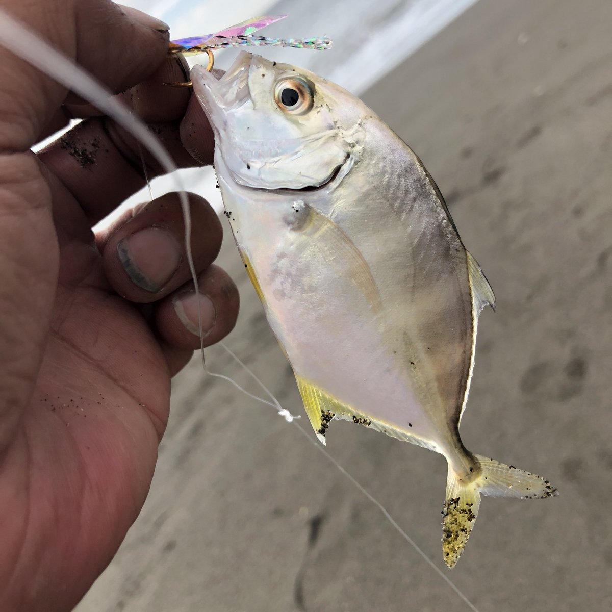 サビキーノ斉藤 魚釣り編 19年9月14日 土 07時32分 神奈川県平塚市 平塚海岸で魚釣りしました ジグサビキのサビキ仕掛けで メッキが釣れる 大きくなって戻って来る事を願い リリース 釣り人 サビキーノ斉藤 平塚海岸 メッキ 大きく