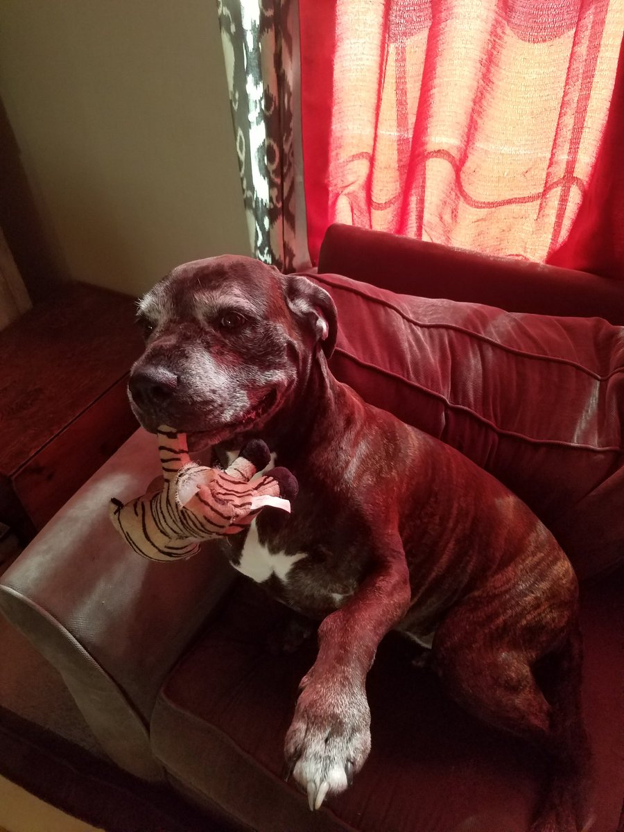 JEDTHEPHISHHHH's tweet image. My daughter is ready for the game #WeekendDad #VFL