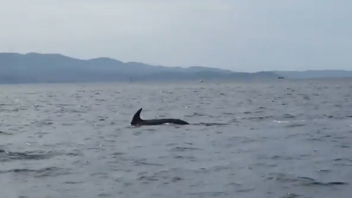 franceinfo's tweet image. Ajaccio : des dauphins perturbent la finale du championnat de France de jet ski

francetvinfo.fr/monde/environn…