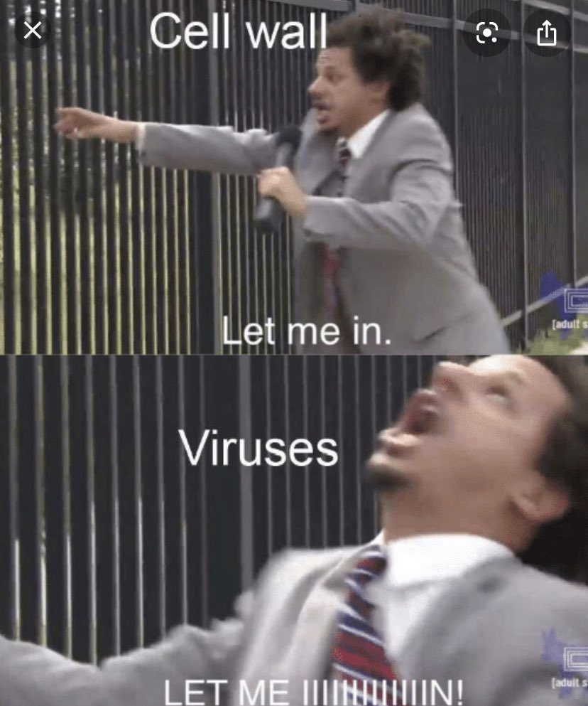 JustTheCellWall's tweet photo. See @CellMembrane_19. Without us the things that could harm you could get to you way to easy. You’re welcome for the protection.  #makethecellgreatagain https://t.co/GEMHLCBoDu