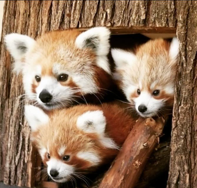 Get Travelok Com On Twitter Did You Know Today Is International Red Free Get Wallpaper Travelok Com On Twitter Did You Know Today Is International Red For iPhone Free