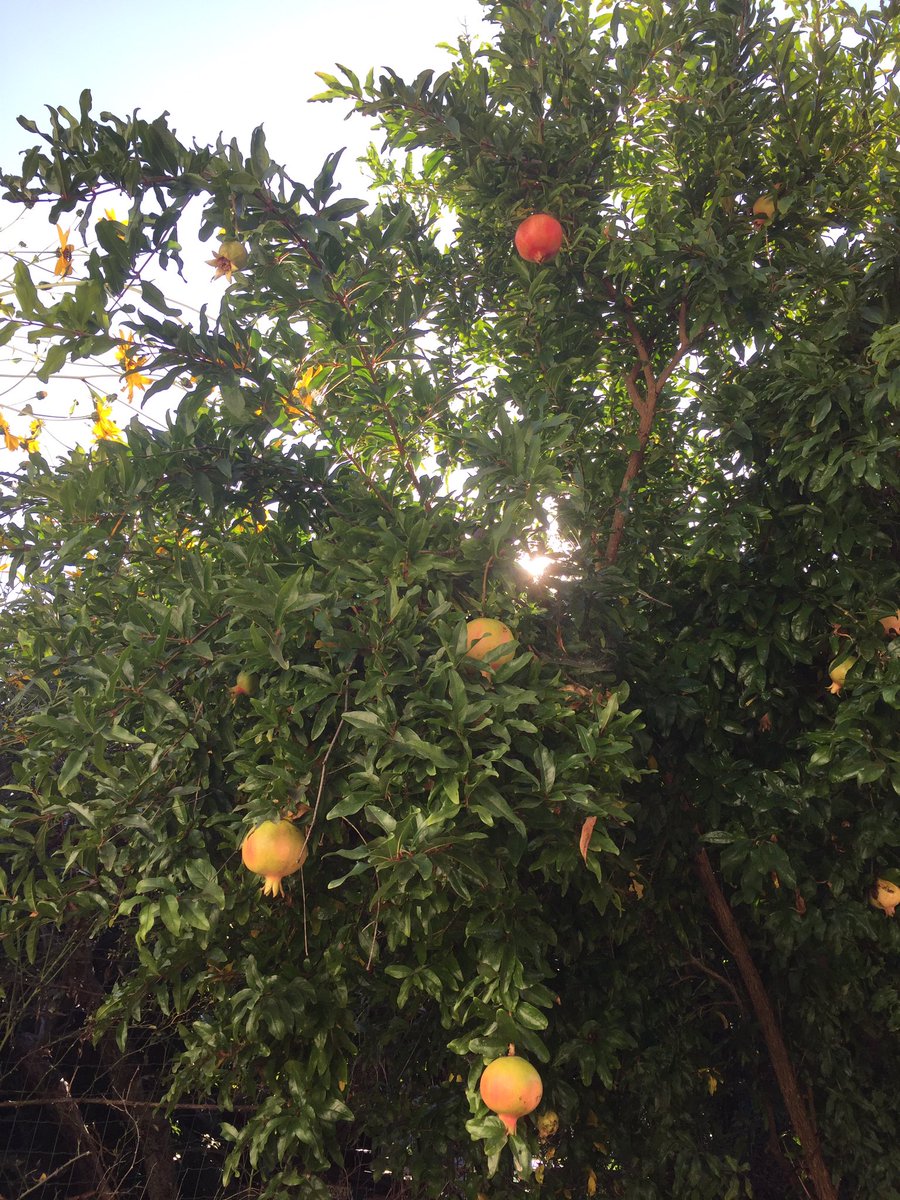 willcarruthers's tweet photo. #gettingreadyforbrexit fresh pomegranate sucks anyway https://t.co/cWT9rYXGLt