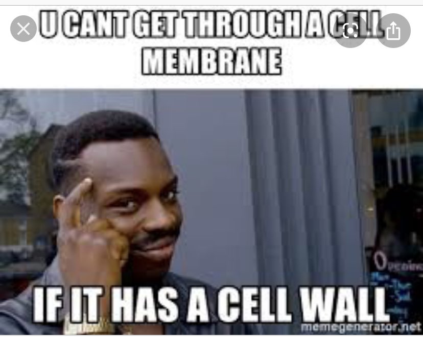 JustTheCellWall's tweet photo. You’re welcome @CellMembrane_19 for the protection https://t.co/lLmbg62B68