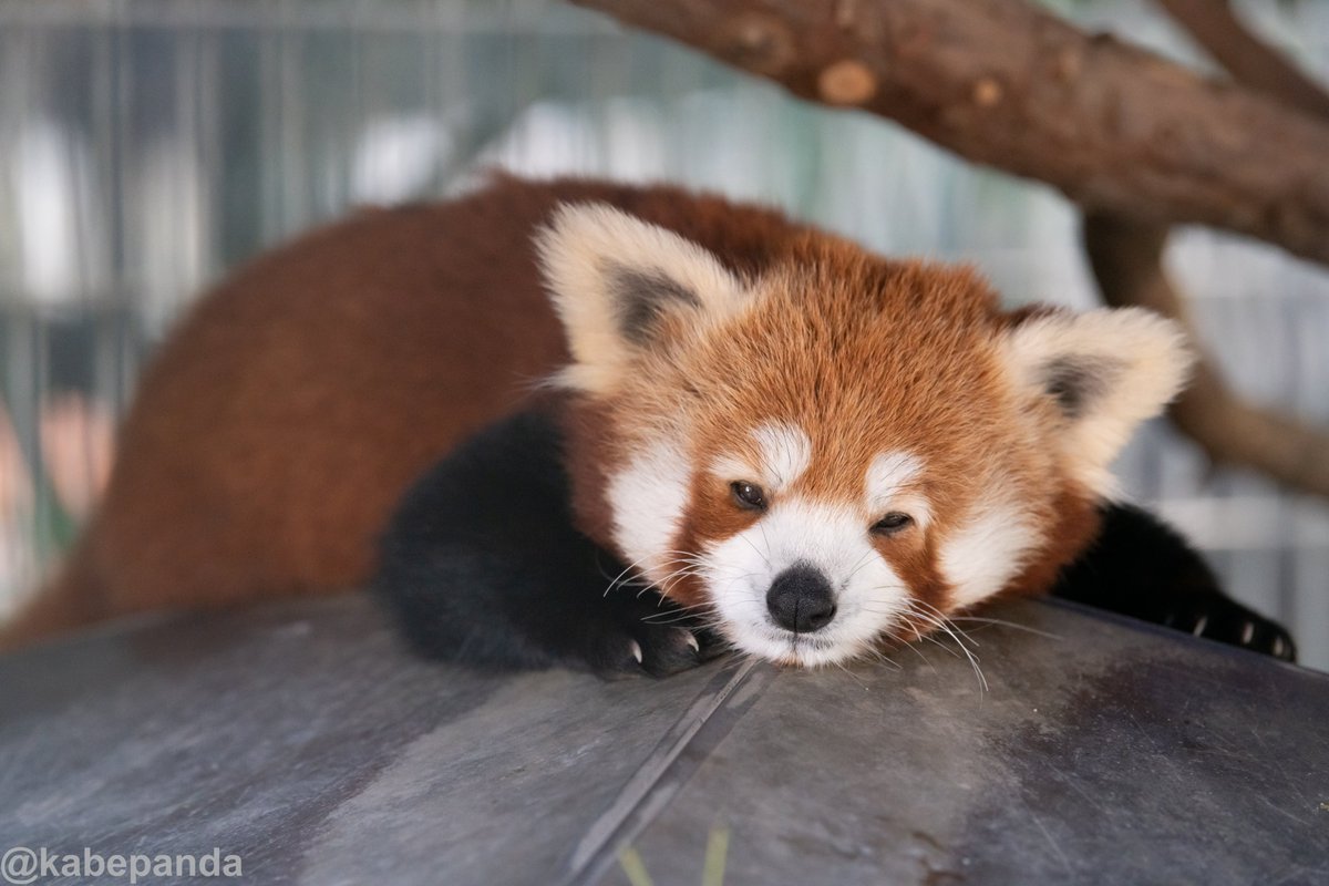 kabepanda's tweet photo. 国際レッサーパンダデー！仕事でイベントなどには参加できませんでしたが、各園の様子、とても楽しそうでした。すべてのレッサーパンダたちが幸せになれる環境を作りましょう。写真はバナナワニ園のこだまちゃんとあかつき、あけぼの、あさひくん！ 2019/5/16撮影 #レッサーパンダ #バナナワニ園 https://t.co/jkX5YYaPFX