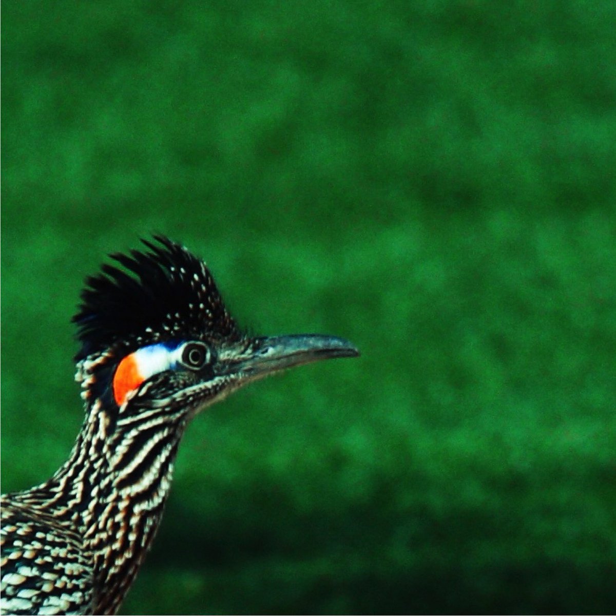 SessionAmerican's tweet image. NEW SINGLE FROM #NORTHEAST OUT NOW. "ROADRUNNER" FEAT. DINTY CHILD. bside "air running backwards" feat. Kris Delmhorst spotify: ow.ly/Jyu650wjFFa  #jonathanrichman