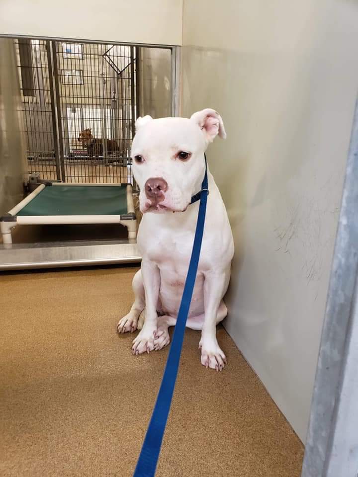 Orlando-Urgent Dogs tweet media
