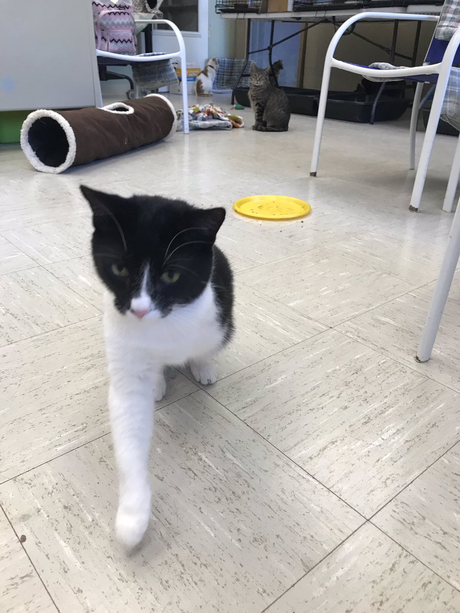 Beautiful tripod cat for adoption <a href="/orphanangels/">Orphan Angels</a>   Pete! #tripod #sheltercat
