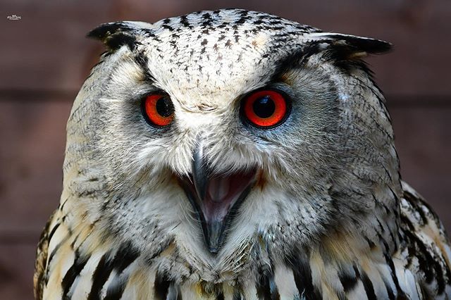 #eulen #owl #owls #bird  #birds #europäischeruhu #europeaneagleowl #beautifuleyes #birdwatching #throwback🔙 #eule #eulen ##animals #animal#naturelovers #wildlifephotography #wildlifeporn #animalporn  #birdporn #nikongermany #nikonphotography #nikon_p… ift.tt/2M4NHk5