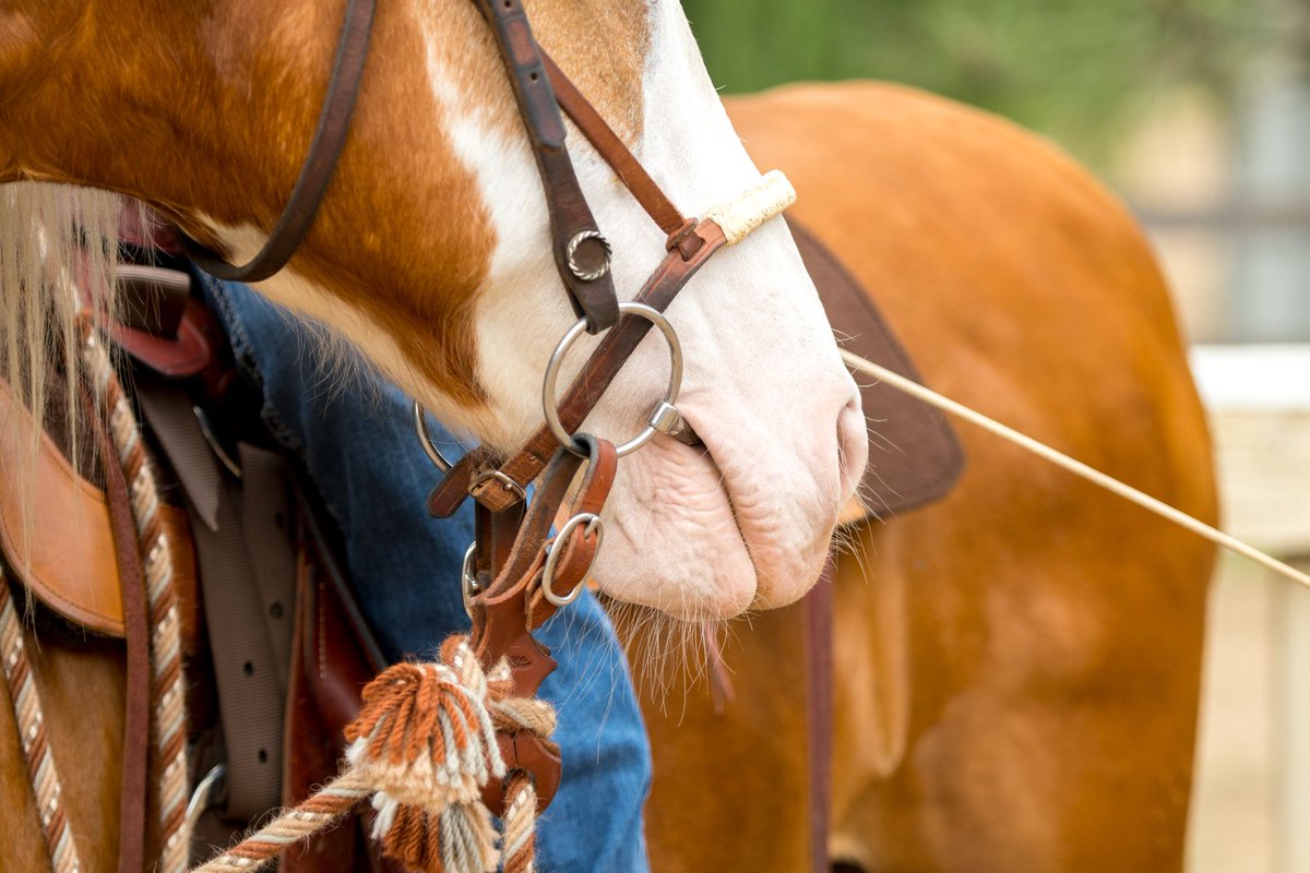 Saturdays are for adventure! Get out there and go!
#saturdaymotiviation #horseadventure PC: Maria Marriott