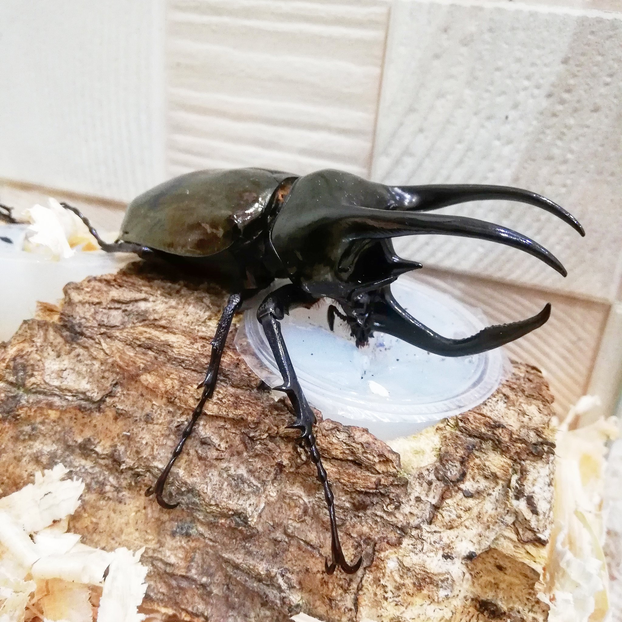 S Saku アトラスオオカブトかっこいい 九十九里クワガタファーム T Co Jmcdoudciy Twitter