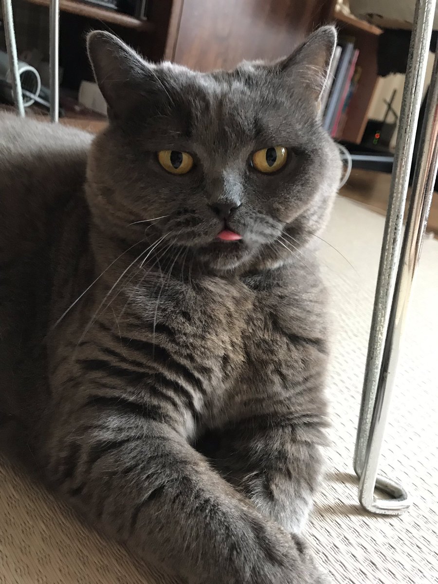 ねずみ色の猫 Twitterissa Bou128 私もこの顔が見たくて毛づくろい中に声かけちゃいます このキョトン顔がたまりません T Co Hkmbgq3cej Twitter