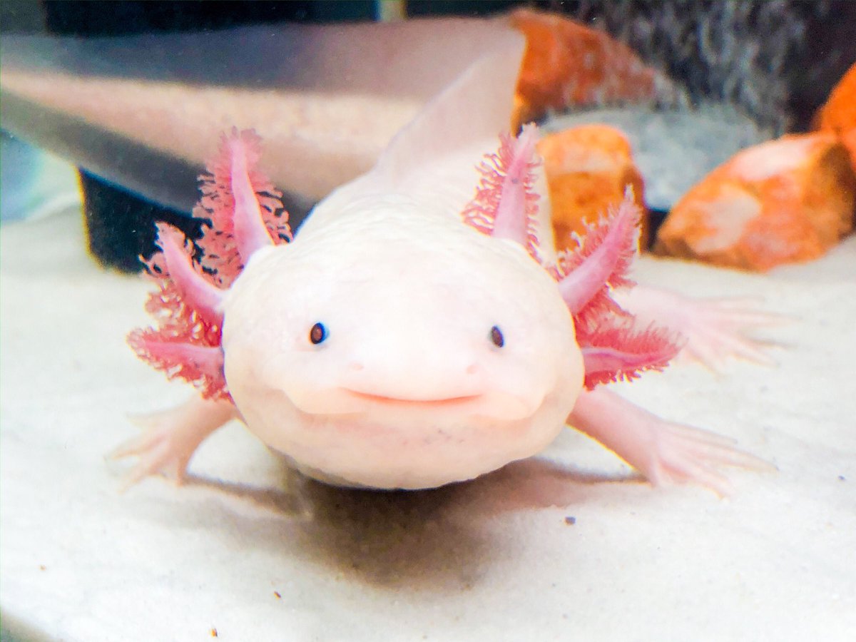シャロン 社長の床砂買ってきたので 早速敷き詰めました ᵕ 良い感じ ٩ ˊᗜˋ و Axolotl ウパ ウーパールーパー ウパ社長 T Co Ofy3y4jnhw シャロン 社長の床砂買ってきたので 早速敷き詰めました ᵕ 良い感じ ٩ ˊᗜˋ و Axolotl ウパ ウーパールーパー ウパ社長 T Co Ofy3y4jnhw