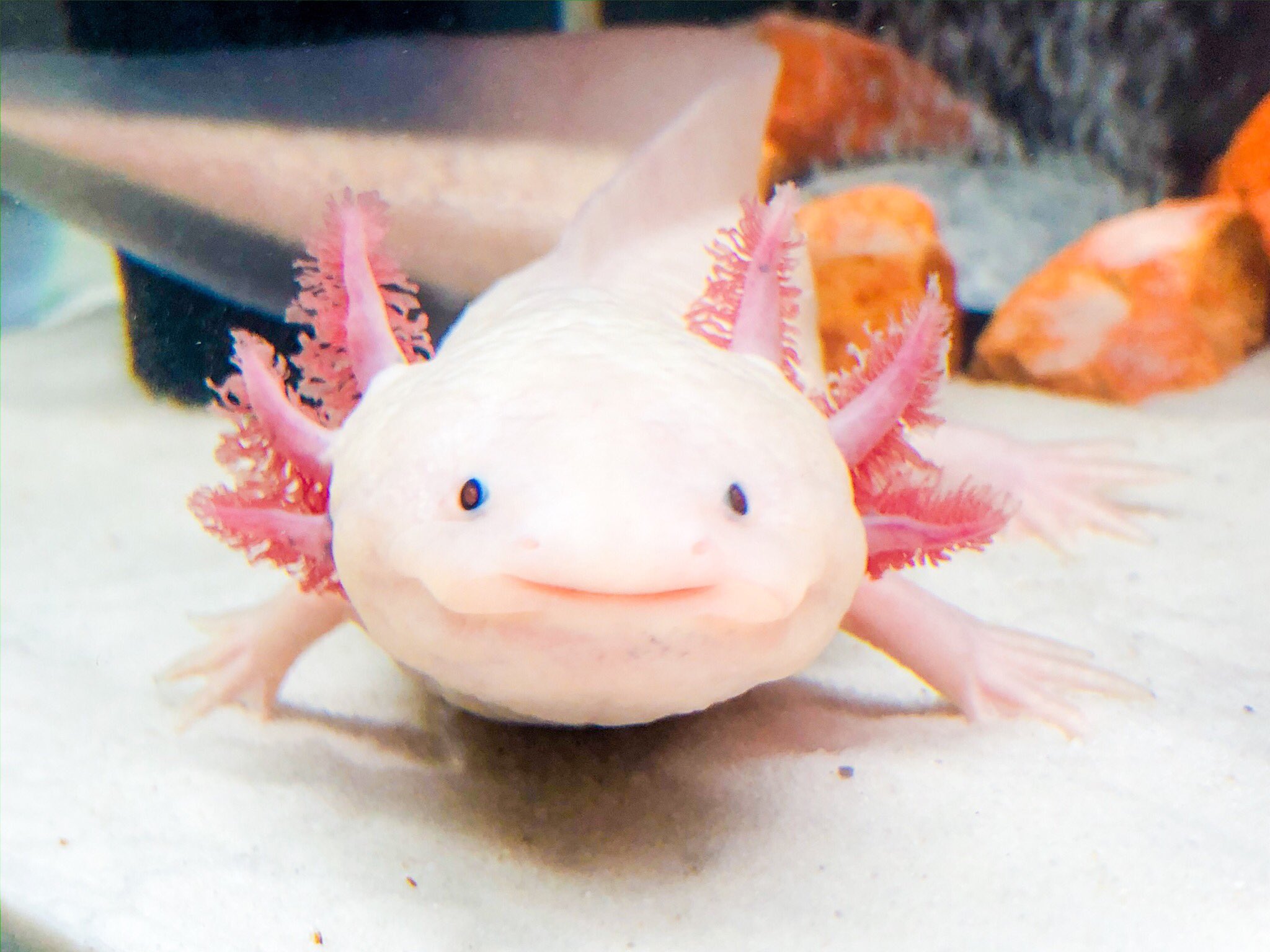 シャロン 社長の床砂買ってきたので 早速敷き詰めました ᵕ 良い感じ ٩ ˊᗜˋ و Axolotl ウパ ウーパールーパー ウパ社長 T Co Ofy3y4jnhw T Co V4yvtwcqem Twitter