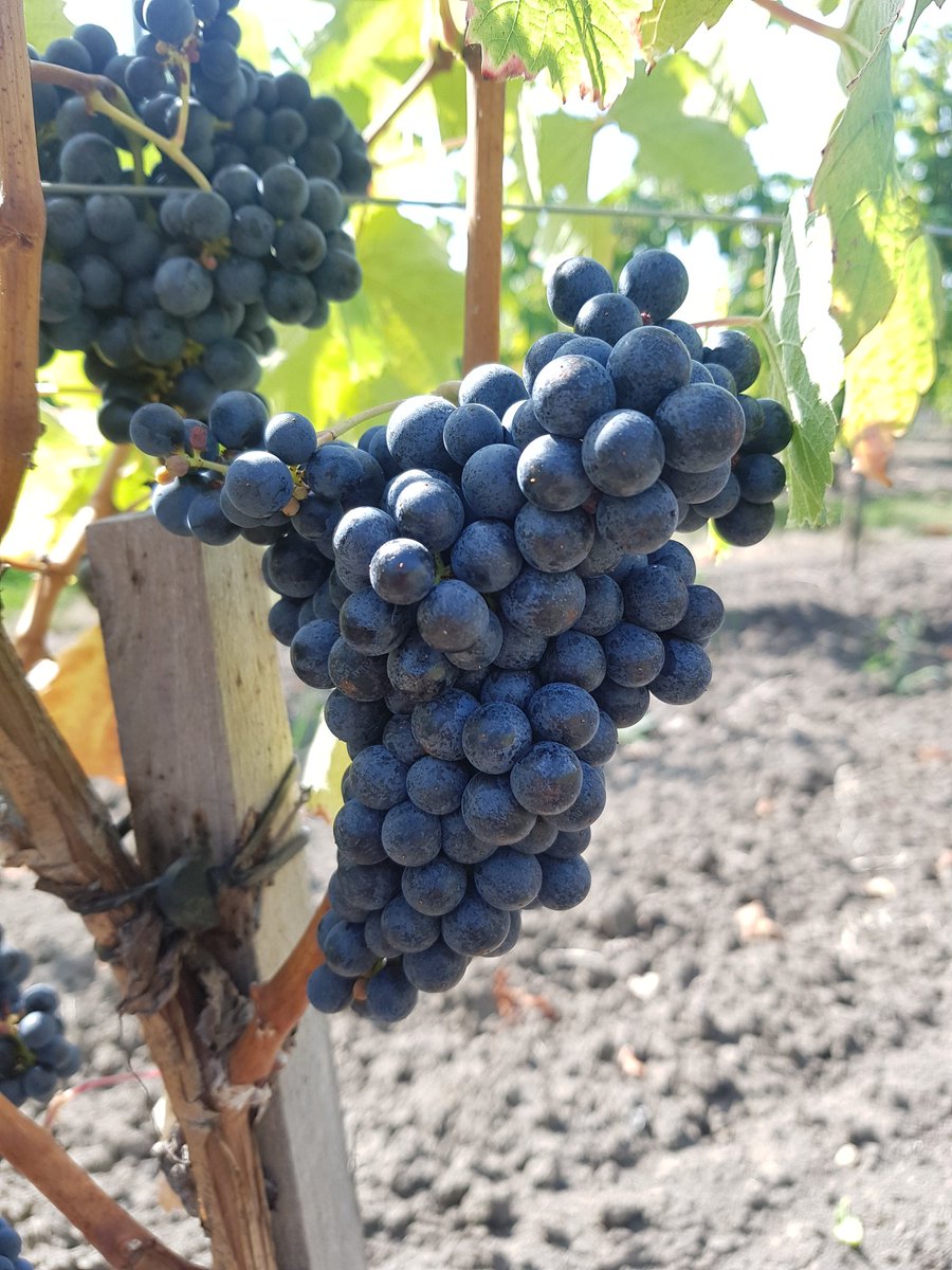 1ére vendange Castets 1126 chez <a href="/AmblevertViti/">Pépinières D. Amblevert</a>. Cépage à fins d'adaptation <a href="/PlaneteBordeaux/">Planete Bordeaux</a>
#vignesmeresgreffons.
 <a href="/vignevinfrance/">IFV</a>