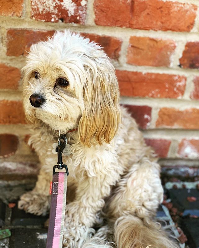 RachelcwArt's tweet photo. Dogs in cafes. Archie chilling under the table in @bread_source waiting patiently for leftovers #cavapoo #cavoodle #dogsincafes #dogslife #norwich #breadsource https://t.co/ouuAQq7JKe https://t.co/X4xIxFwpNg