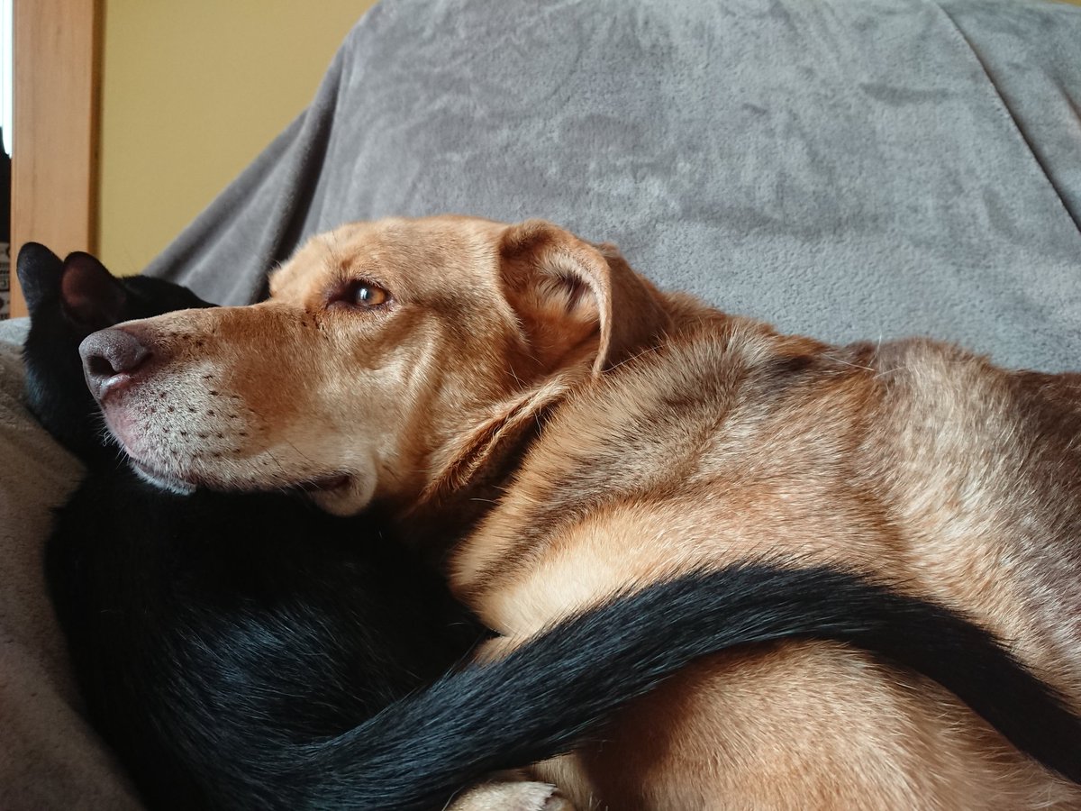 NBonjan's tweet photo. Bon coixí  #gossos #psicologiaanimal #DogTraining #educacióncanina #psicologiacanina #BobBonJan https://t.co/v0sFa2Gj1N