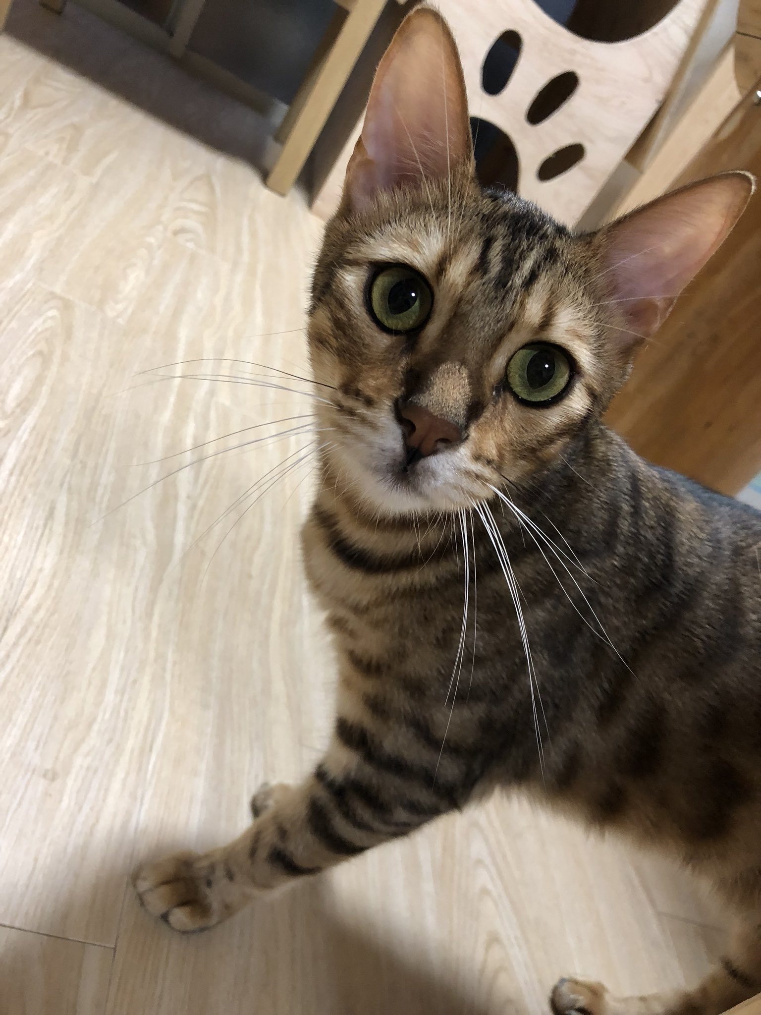 プラスにゃん Cat Lovely Twitter