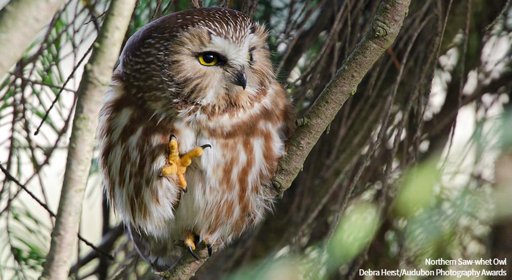audubonsociety's tweet photo. Owls are zygodactyl, which means their feet have two forward-facing toes and two backwards-facing toes. https://t.co/VXRFXdWRr3