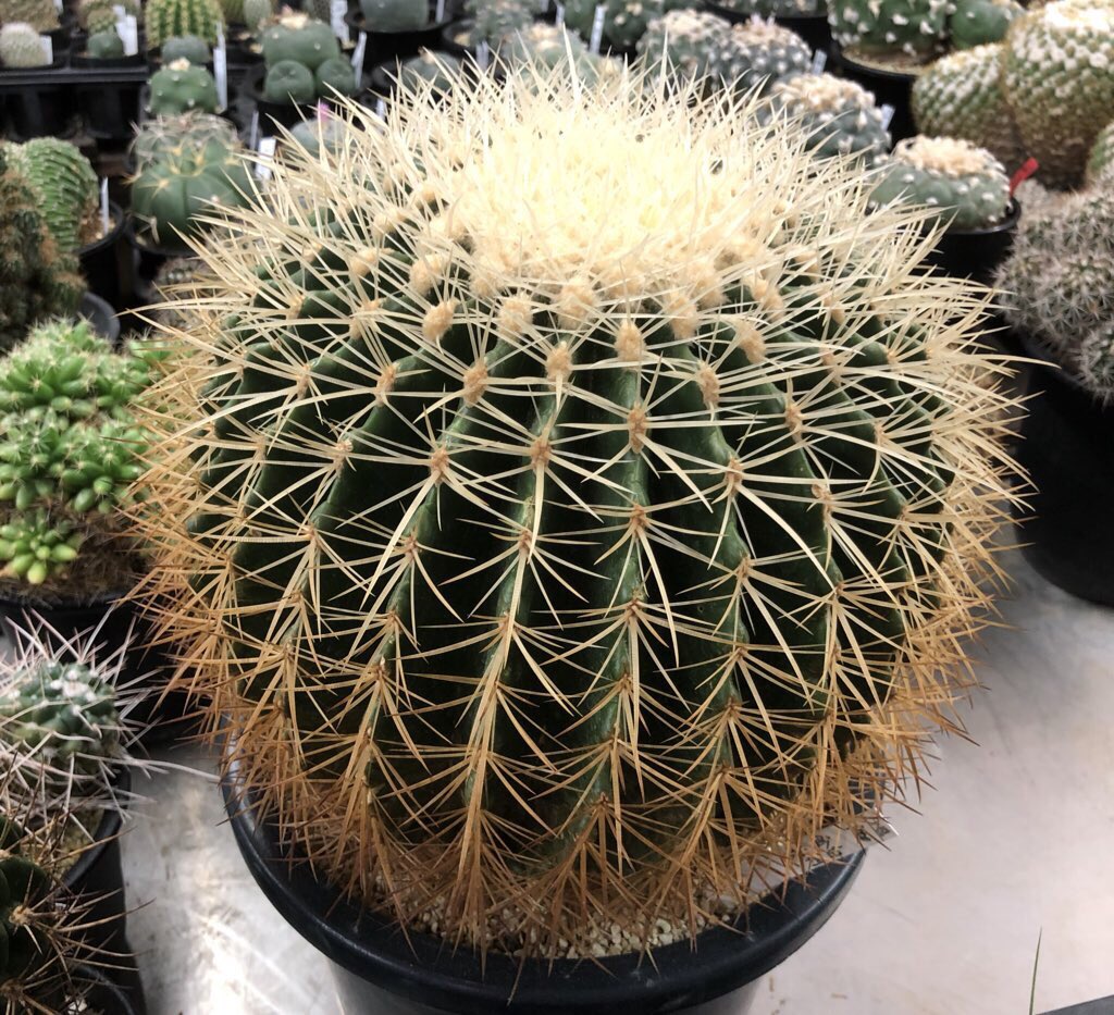 The Cactus The Twitter