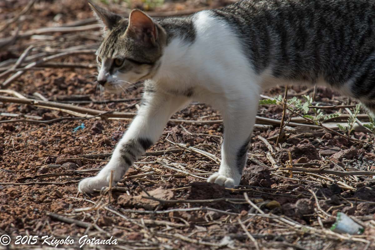 photopidge's tweet photo. Never gets old! Those warm fuzzies (and relief) you get when your paper has been accepted!! Solo-author paper on human influences (invasive predators and urbanization) on #antipredator behaviour in #darwinsfinches accepted @AnimalEcology #postdocchat #postdoclife #WomenInSTEM https://t.co/1VbHIfarfu