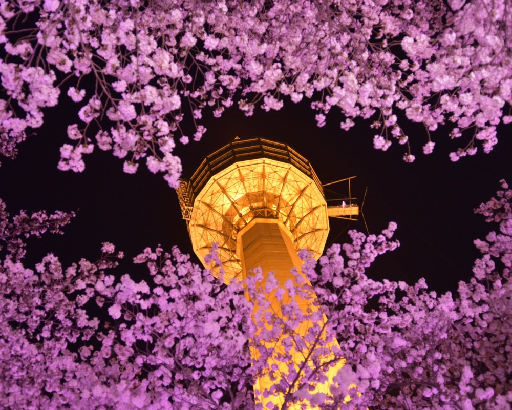 Master3Language's tweet photo. Beautiful Flowers &amp; 83Tower at Daegu 🗼🌺🌺

■Learn romantic Korean phrases and download the cheat sheet: https://t.co/Y0qSrNekOA
■Source: https://t.co/z04AaNHZzW

#daegu #83tower #purpleflowers #tower #korea #southkorea #ilovekorea #tourkorea #visitkorea #learnkorean #spring https://t.co/2O3KyPUvr0