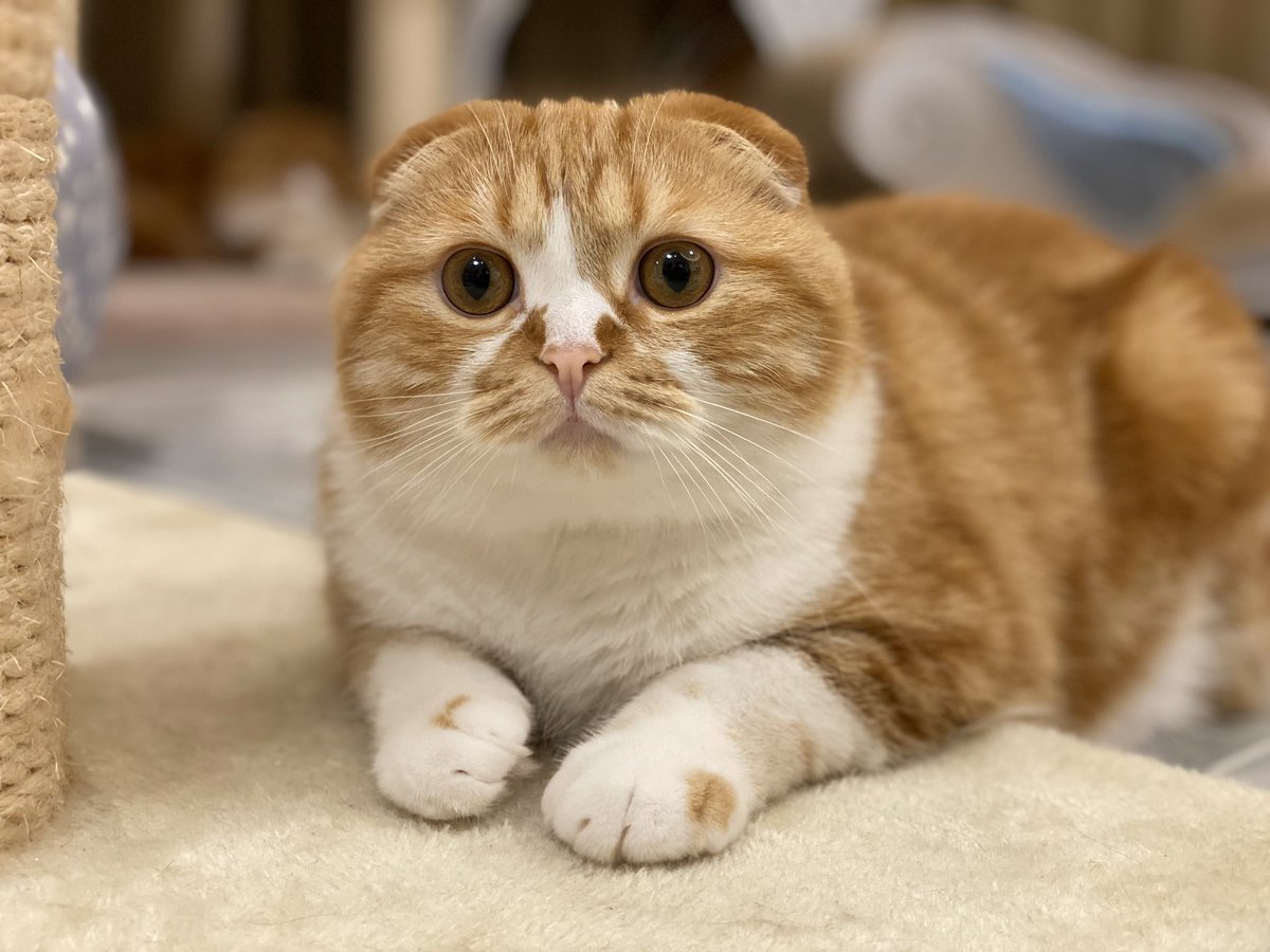 Hikakin ヒカキン Youtuber Iphone 11 Proのポートレートで撮影したまるお もふこ 画質ヤバいね
