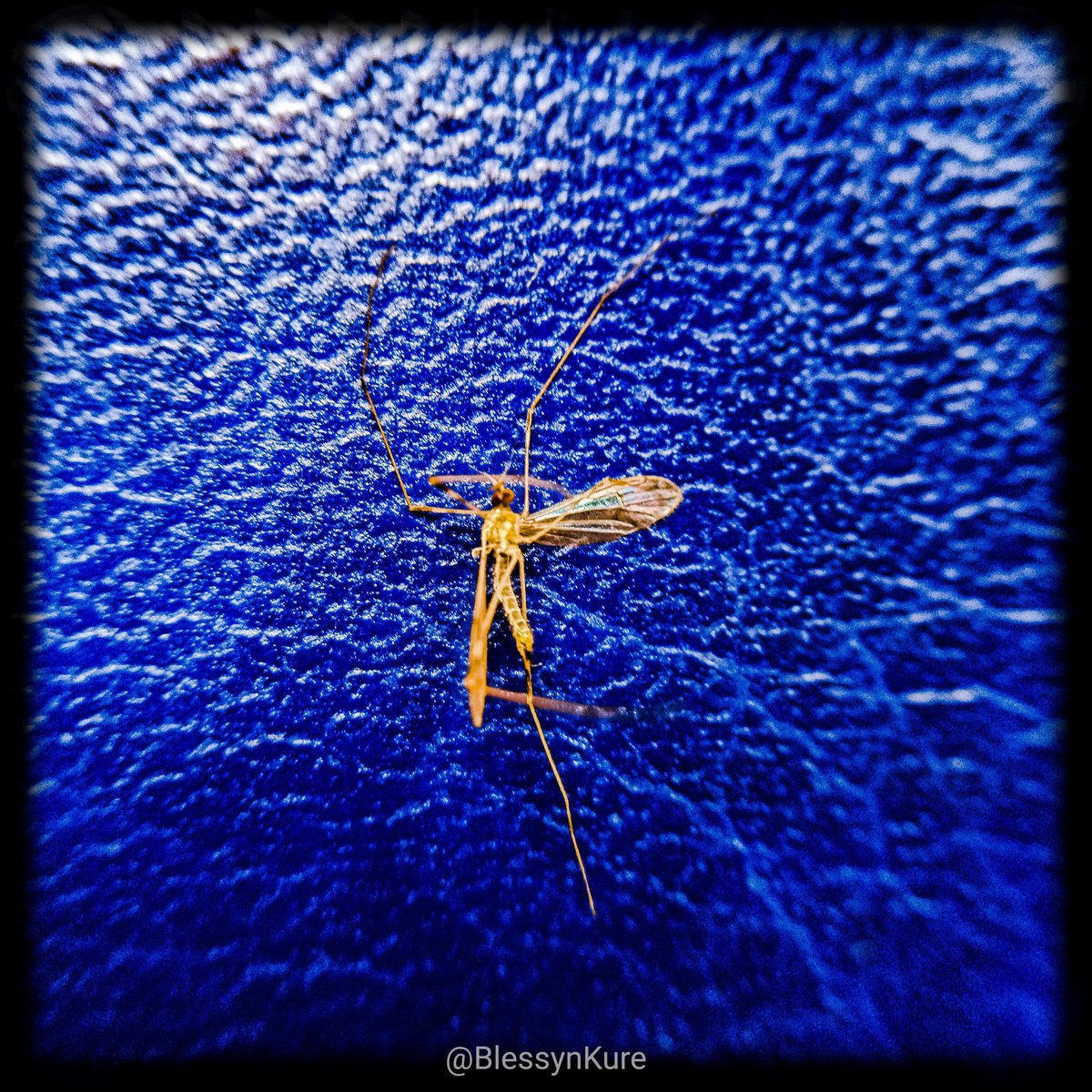 BlessynKure's tweet image. Mayday mayday man down.
I repeat, man down!
*beeeeeeeeepppppp* 
Captain Mosqui is gone.
😱

RT in honour of the brave Captain

(Mobile microphotography by yours truly).
#BeeKaySays #mosquito #mobilecreator #MalariaEradication