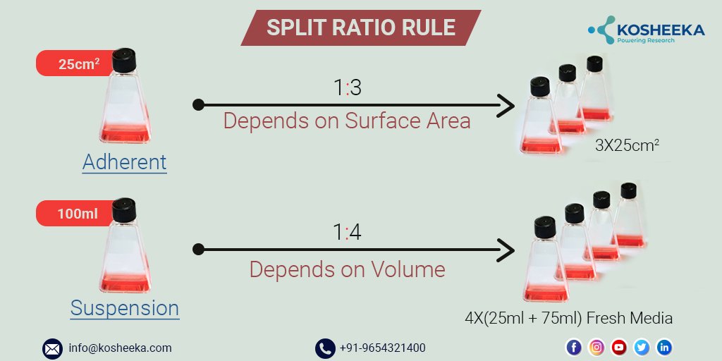 Ser Tengo una clase de ingles abajo how to calculate split ratio in